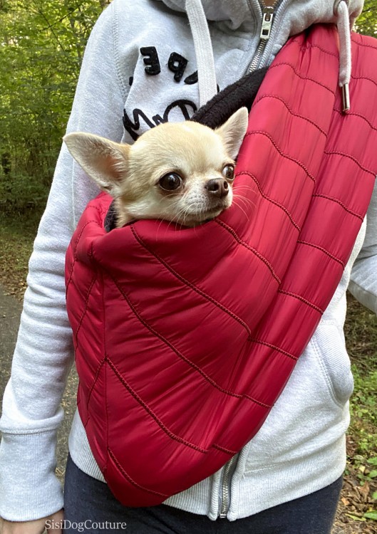 chihuahua w czerwonym nosidle dla psa