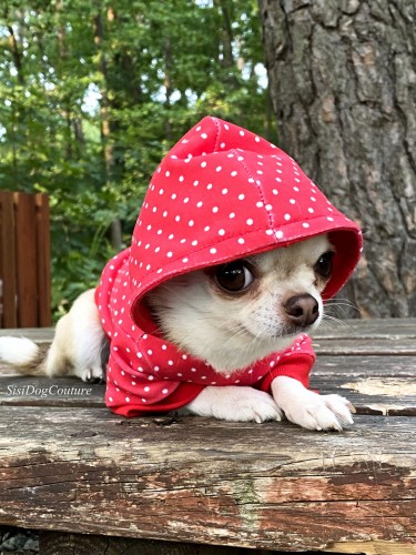Chihuahua w czerwonej bluzie dla psa w białe kropeczki