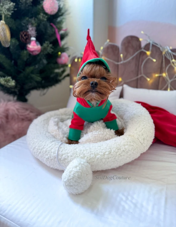 Kombinezon dla chihuahua w stylu elfa
