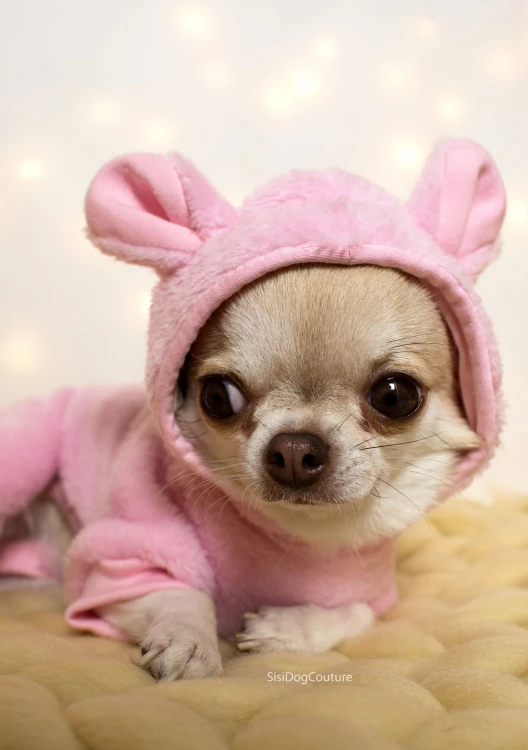 Chihuahua w różowym kombinezonie z kapturem