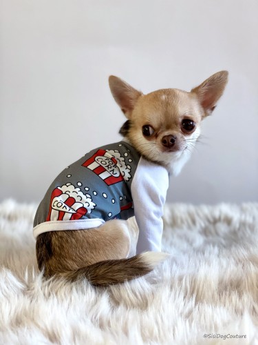 Chihuahua w bluzeczce z popcornowym wzorem