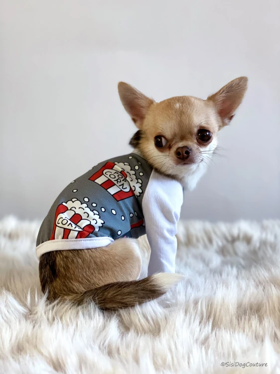Chihuahua w bluzeczce z popcornowym wzorem