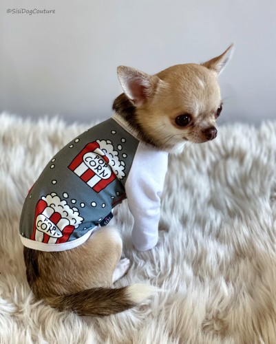 Chihuahua w bluzeczce z popcornowym wzorem