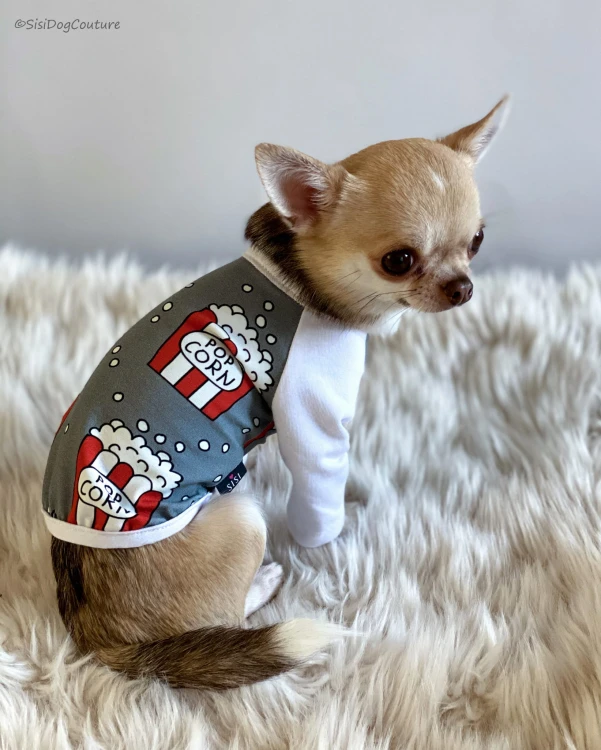 Chihuahua w bluzeczce z popcornowym wzorem