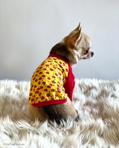 Chihuahua w bluzeczce w truskawki