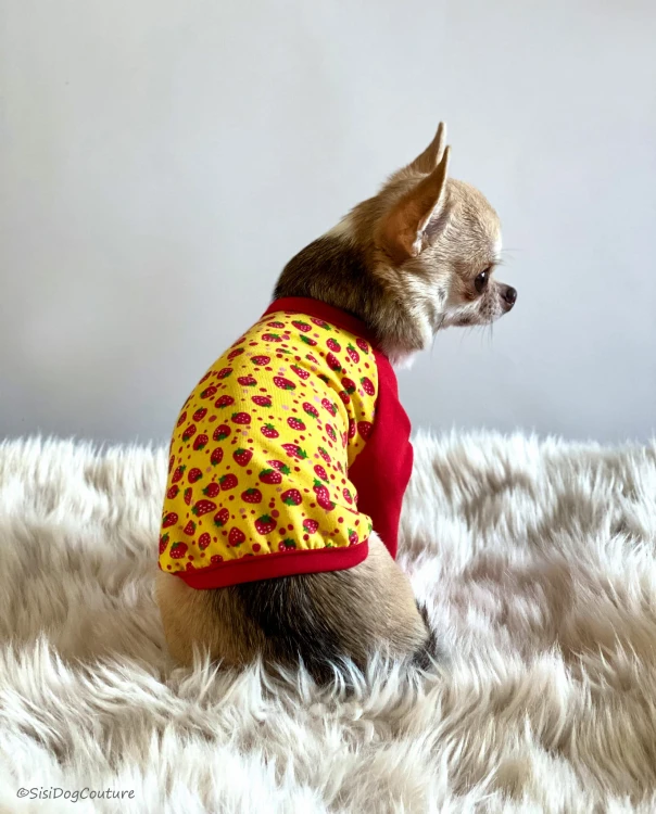 Chihuahua w bluzeczce w truskawki