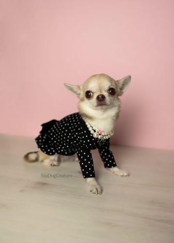 Chihuahua w czarnej bluzeczce z falbanką