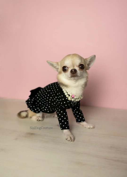 Chihuahua w czarnej bluzeczce z falbanką
