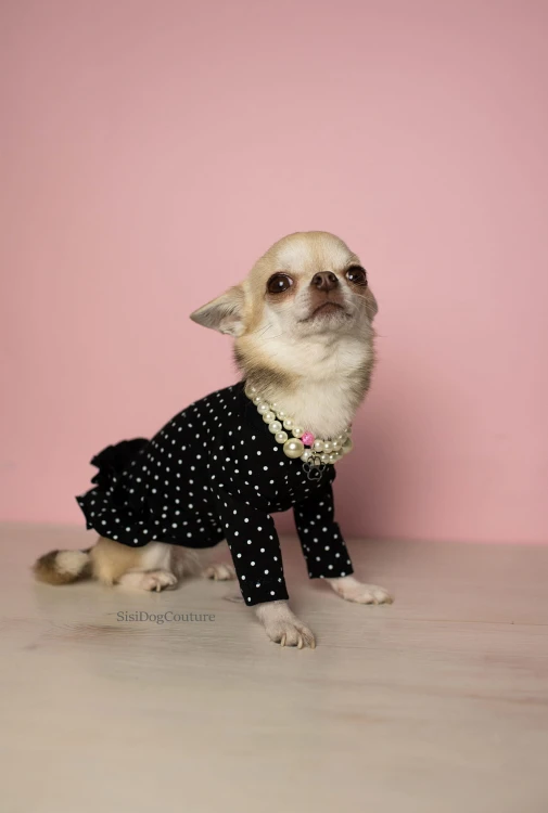 Bluzeczka dla chihuahua z falbanką