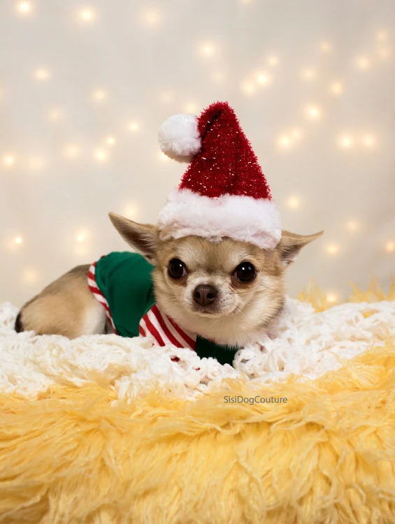 Bluzka elf dla chihuahua