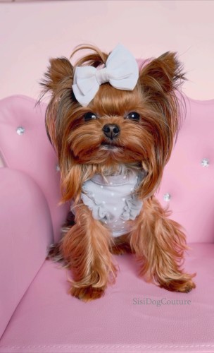 Yorkshire terrier w eleganckiej szarej bluzeczce.