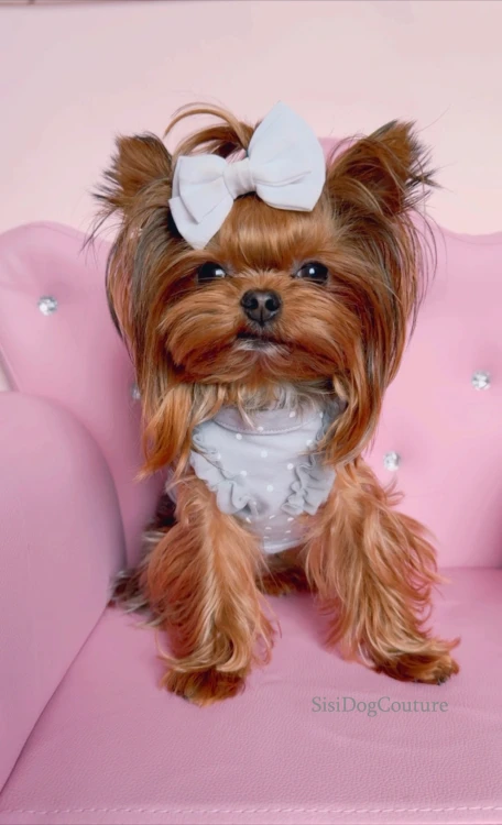Yorkshire terrier w eleganckiej szarej bluzeczce.