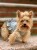 Yorkshire terrier w szarej sukience I Love Dad.