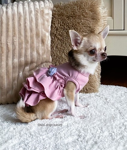 Chihuahua w eleganckiej różowej sukience.