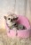 Chihuahua w sukience z naturalnego lnu.