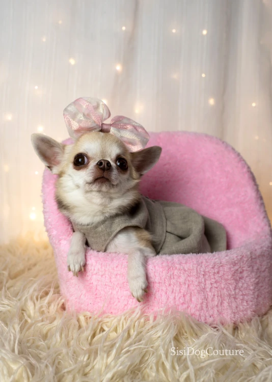 Chihuahua w sukience z naturalnego lnu.