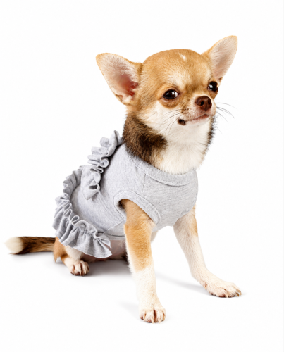 Chihuahua w jasnoszarej sukience dla psa.