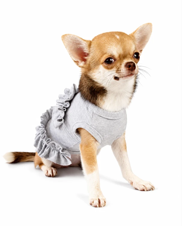 Chihuahua w jasnoszarej sukience dla psa.